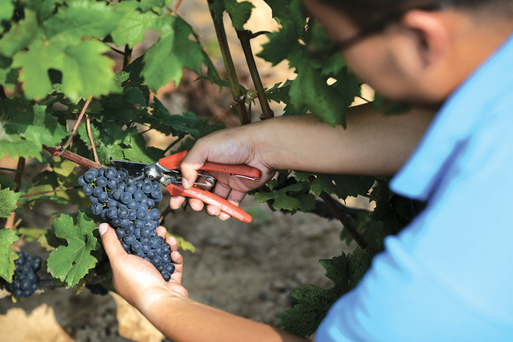 Harvest time at Grace Vineyard in Shanxi province, China, where soil conditions are similar to those in Bordeaux, making it ideal for winemaking